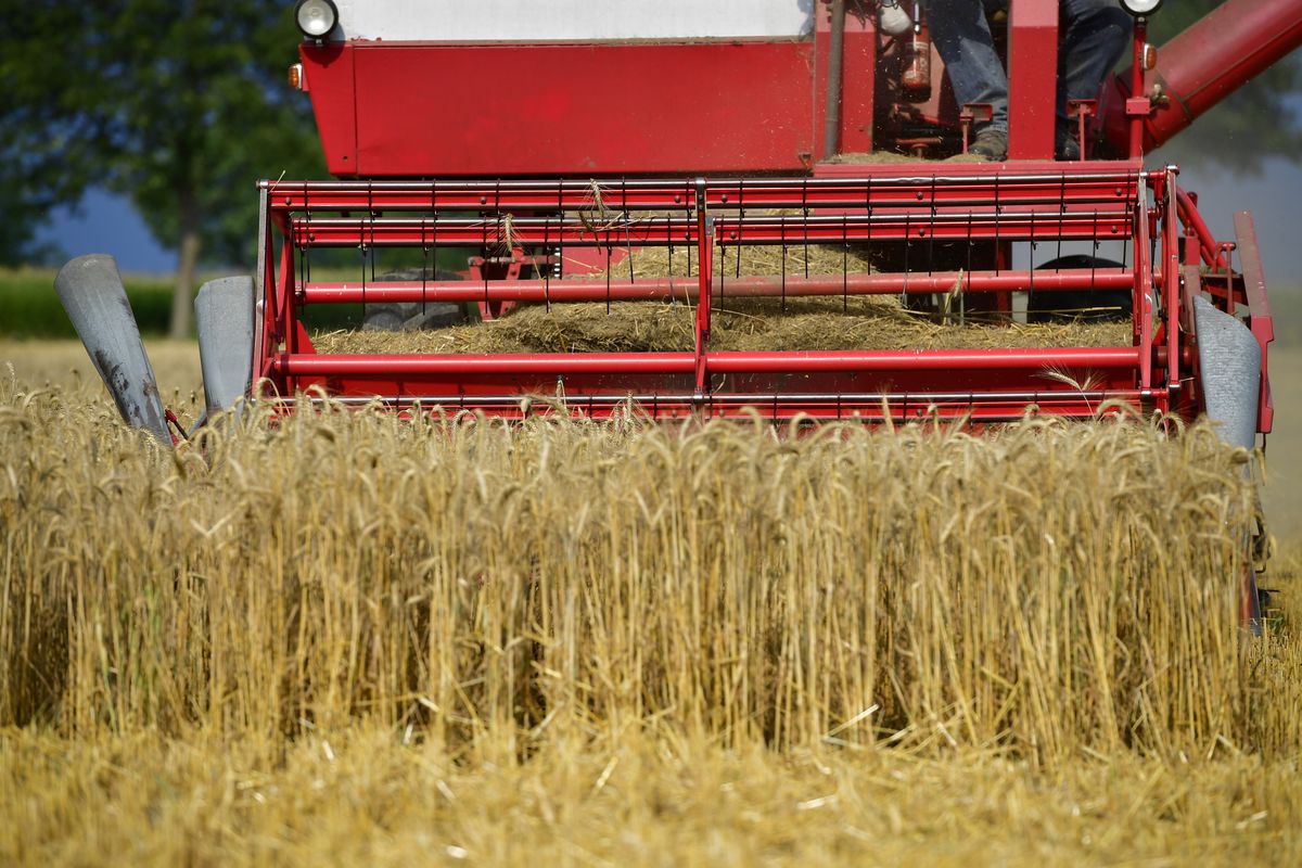 Wheat Harvest Begins Amidst Hot Summer