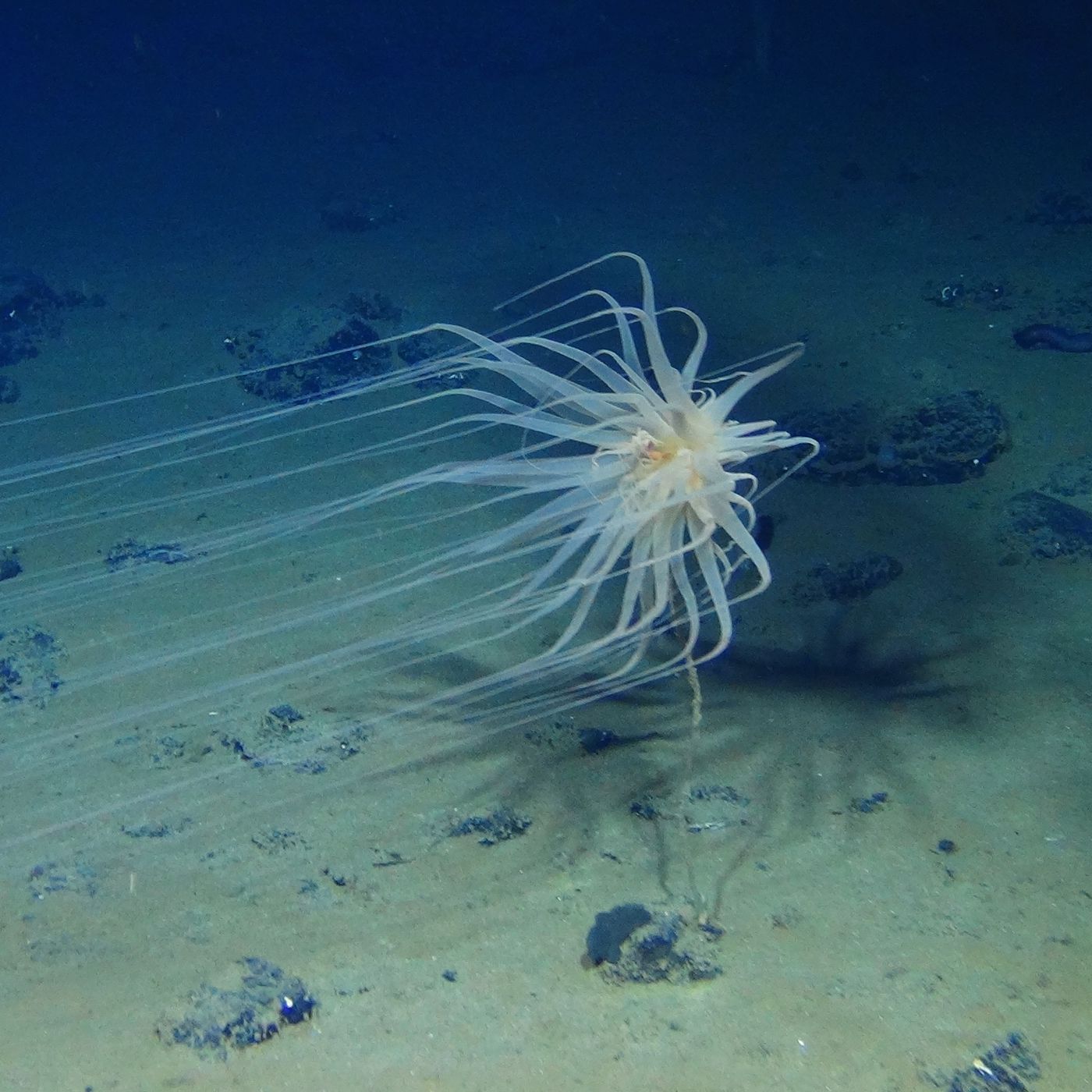 Photos: Deep-sea mining could endanger these spectacular marine animals -  Vox
