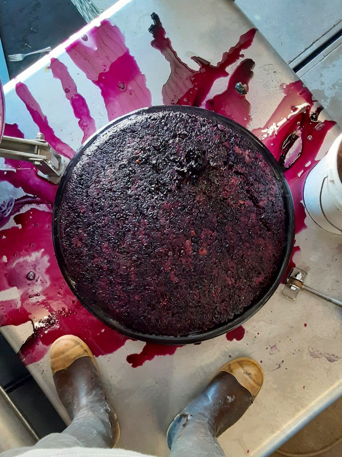 A container full of mushed-up purple grapes and wort with purple juice spilling on the floor, shot from above