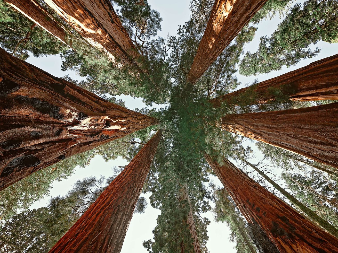 A view of giant trees shot looking straight up.