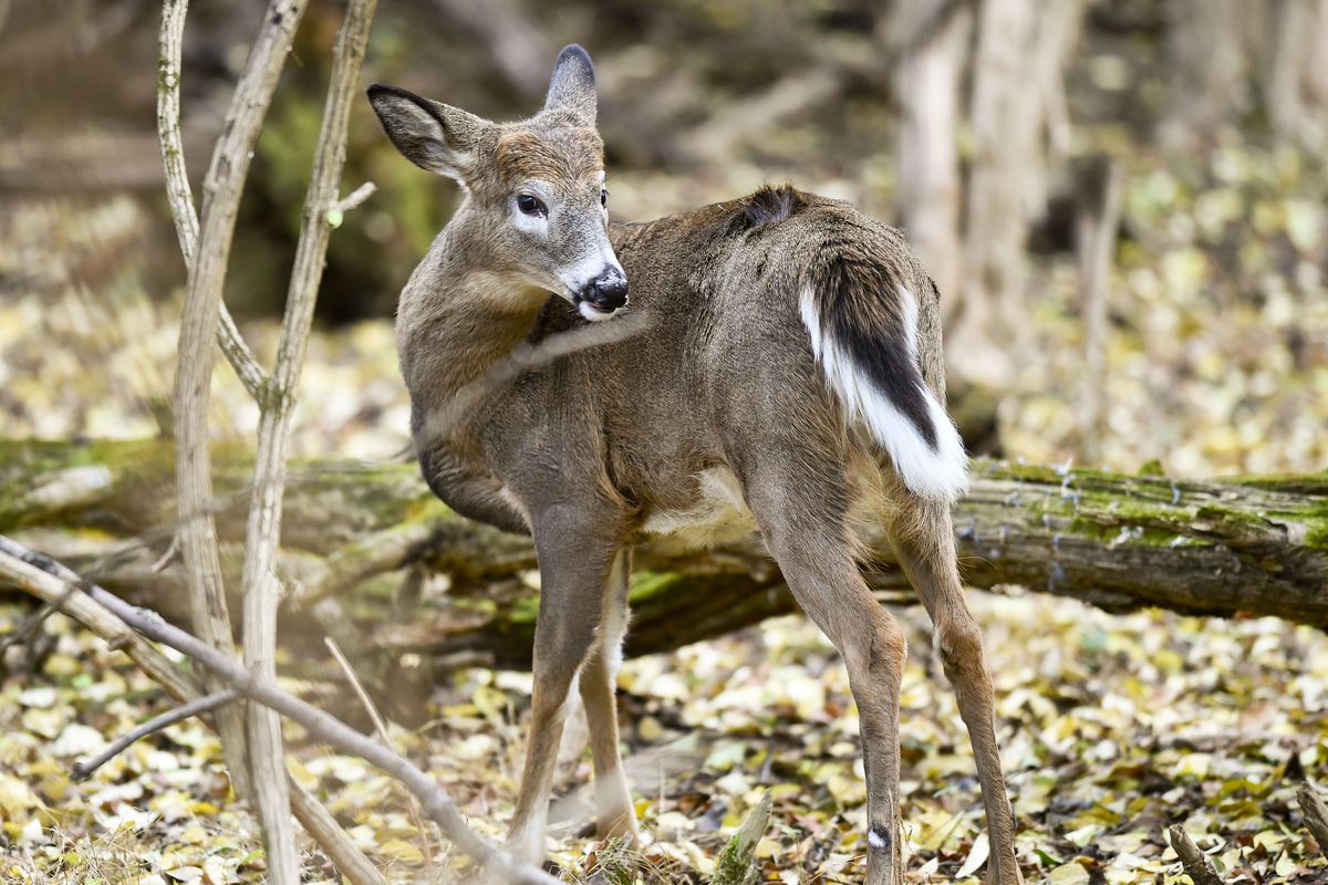 Whitetail Deer In Woods In Pennsylvania”n