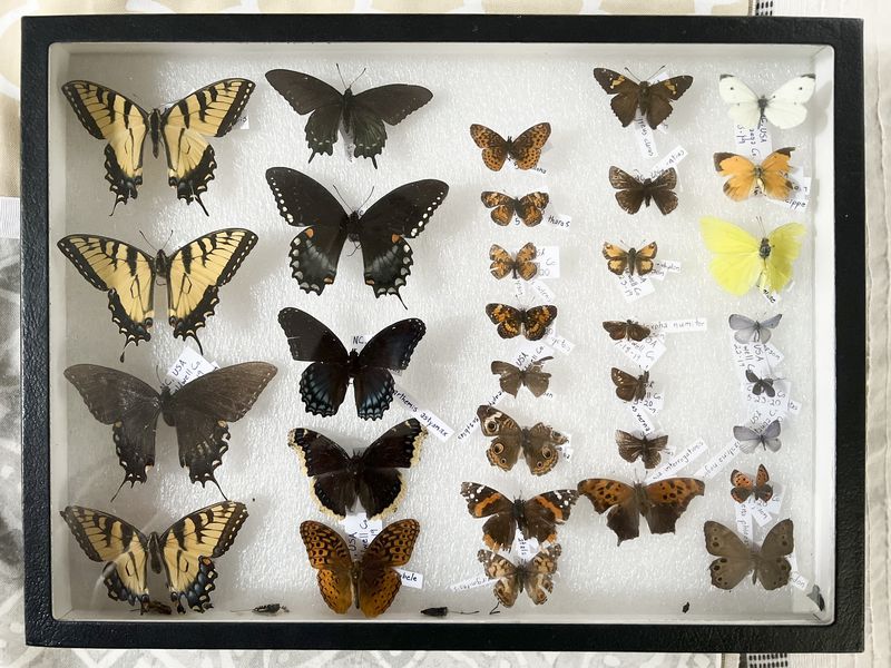 a real butterfly collection, with rows of different butterflies of various shapes and sizes, pinned and framed.