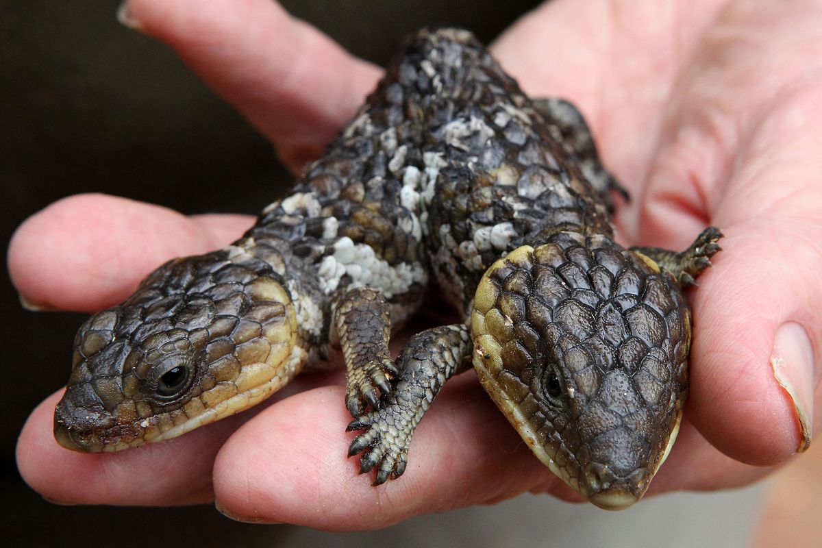 Two-Headed Bobtail Finds New Home In Perth