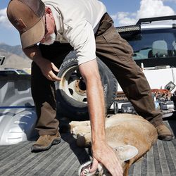 Tom Becker, a biologist with the Utah Division of Wildlife Resources, checks the teeth of a mountain lion after the animal was tranquilized and removed from the back yard of a home in Tooele on Thursday, Aug. 10, 2017.