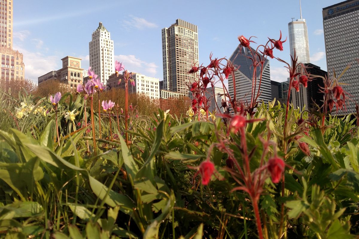 A favorite shot of Lurie Garden in its glory in May of 2016. Lurie staff indicated it is the red buds of prairie smoke, the pink ones left are shooting “Aphrodite” with some daffodils in back. Credit: Dale Bowman 