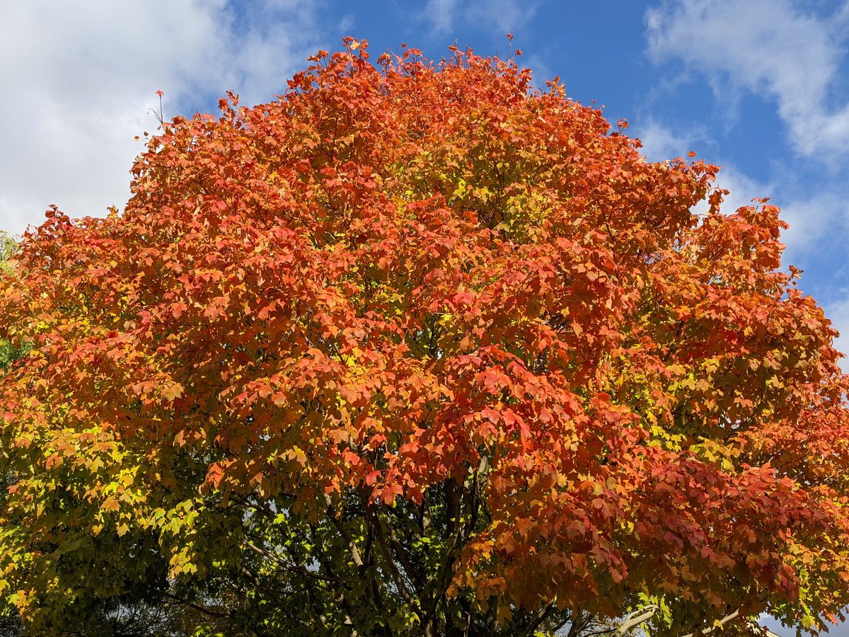 Fall/winter came late, including fall color and the migration of sandhill cranes; here is a late October maple. Credit: Dale Bowman 