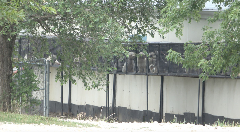 Dogs in a row of cages elevated off the ground.