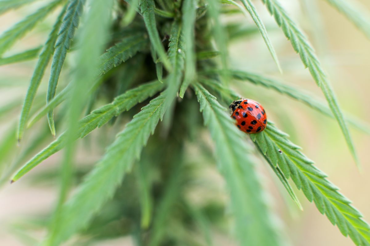 A ladybug on a marijuana plant.