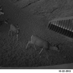 Surveillance picture showing the deer using the underpass on Highway 89 east of Kanab.