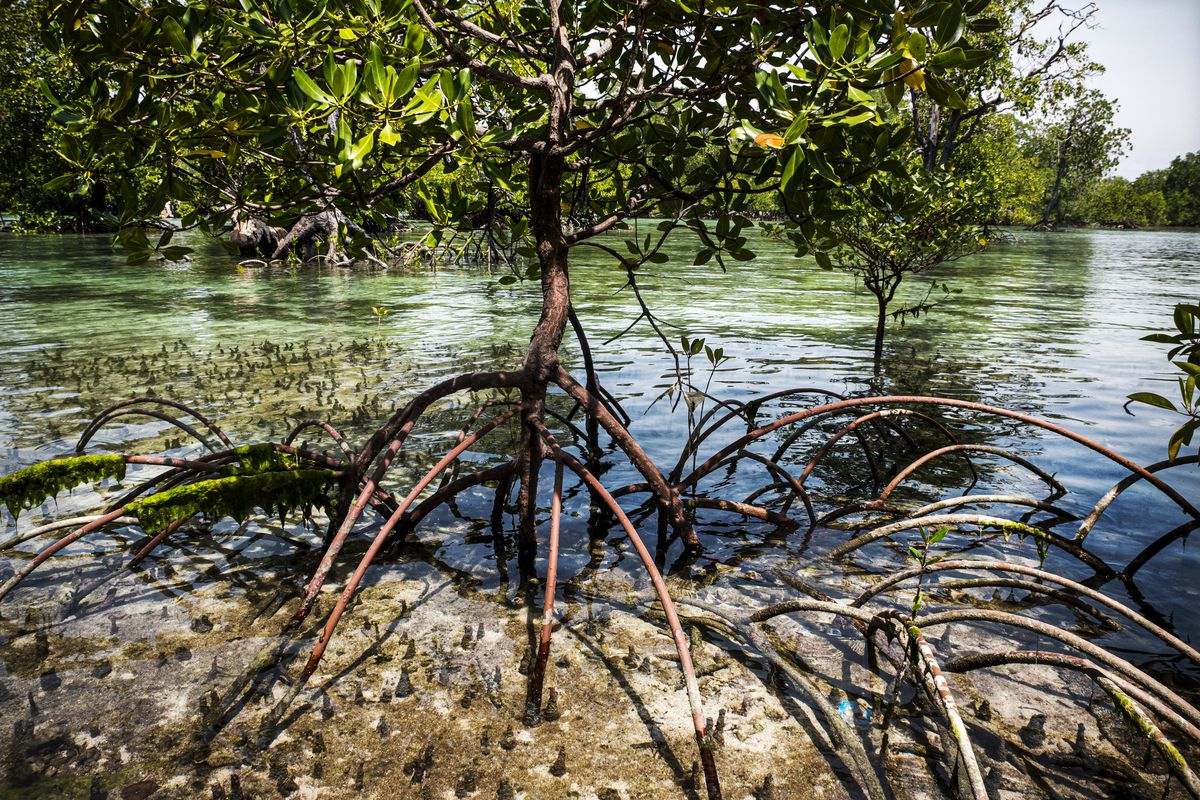 A stilt mangrove tree in a protected area on  Semama Island in East Kalimantan.