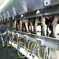 Cows are milked at Gibson's Green Acres dairy farm in Ogden Thursday, Feb. 5, 2015.