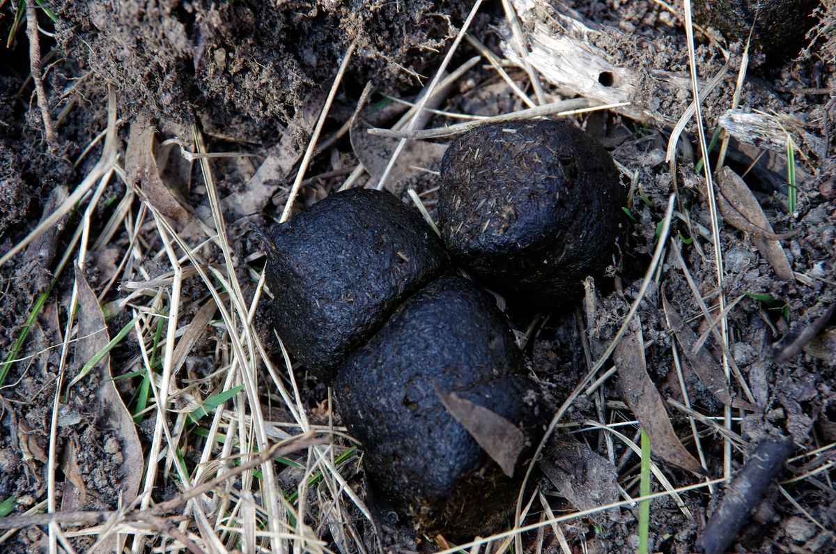 Cube-shaped poop from wombats in Australia.