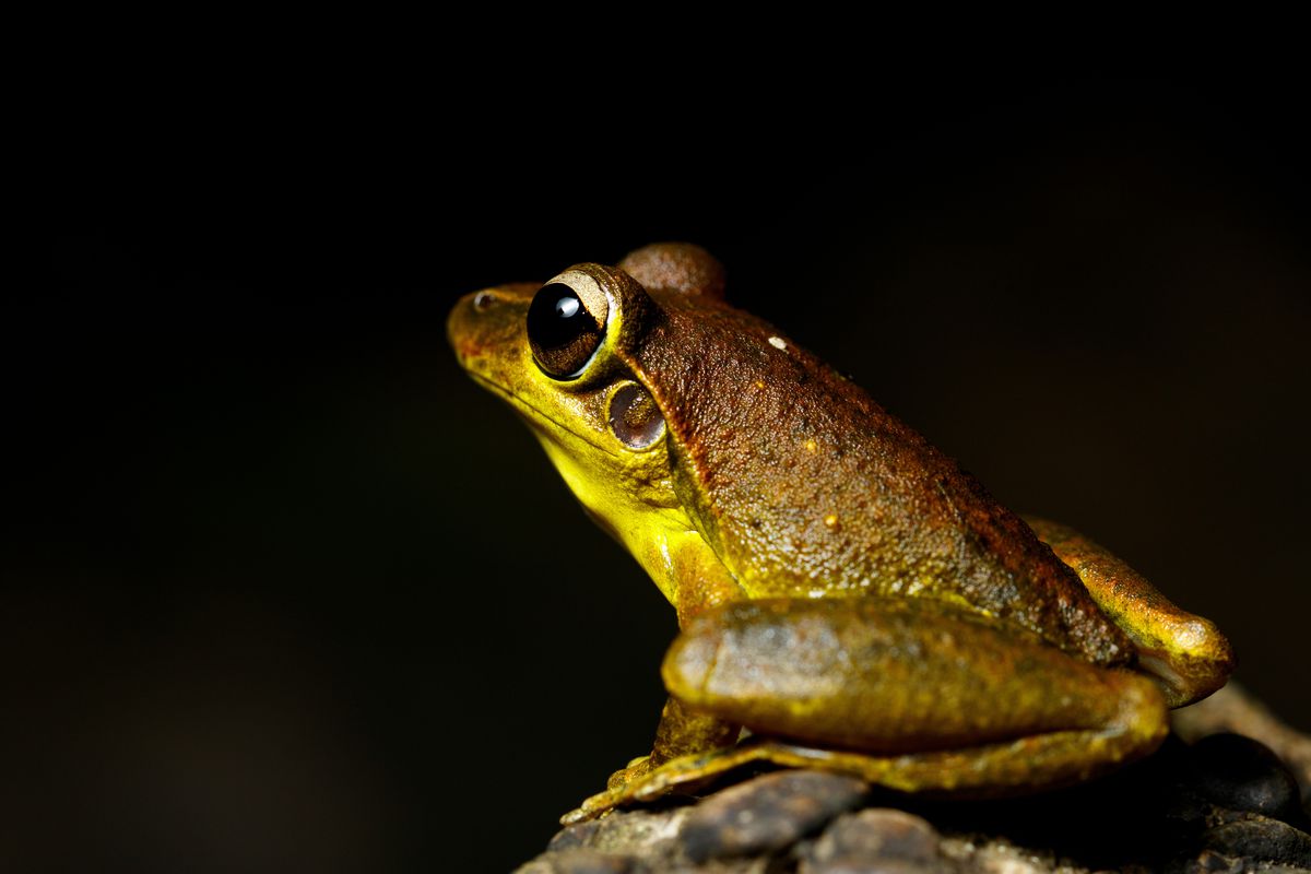 Eastern Stony Creek Frog (Litoria wilcoxii) resting on a...