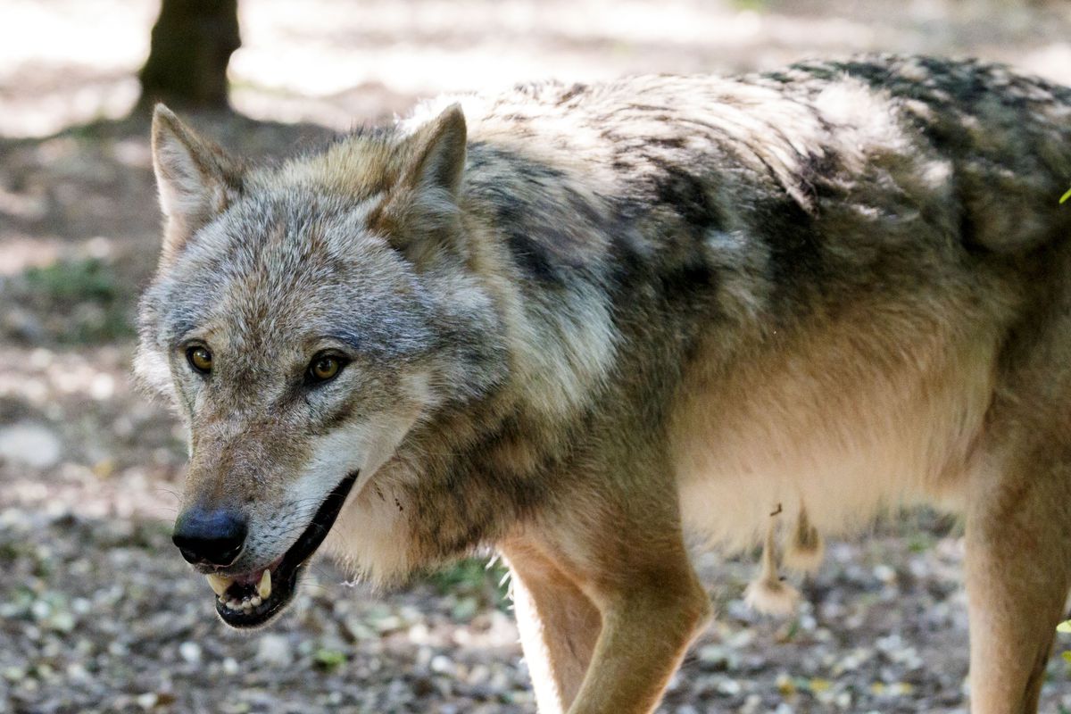After 150 Years The European Wolf Makes A Comeback