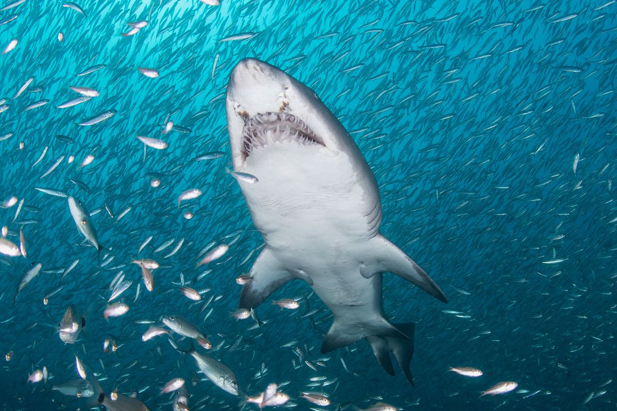 A large shark in the water with many smaller fish, seen from below.
