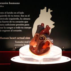 A model of a human heart is on display in Nature's Ultimate Machines exhibit at the Natural History Museum of Utah in Salt Lake City on Wednesday, Feb. 7, 2018.