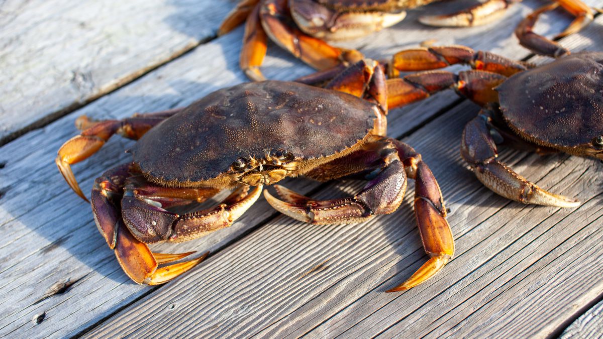 Dungeness crabs sitting on a dock