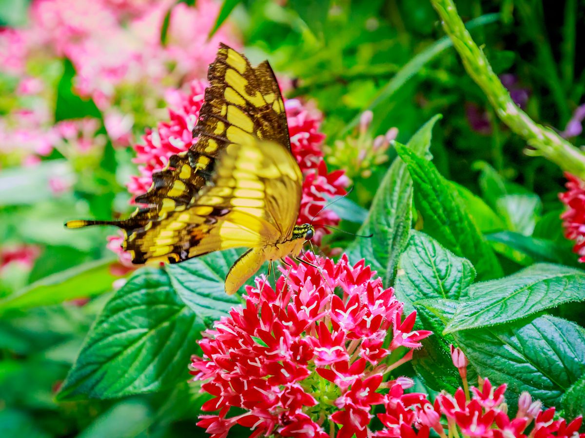 A yellow butterfly lands on a red flower at the Smithsonian’s Butterly Pavilion.