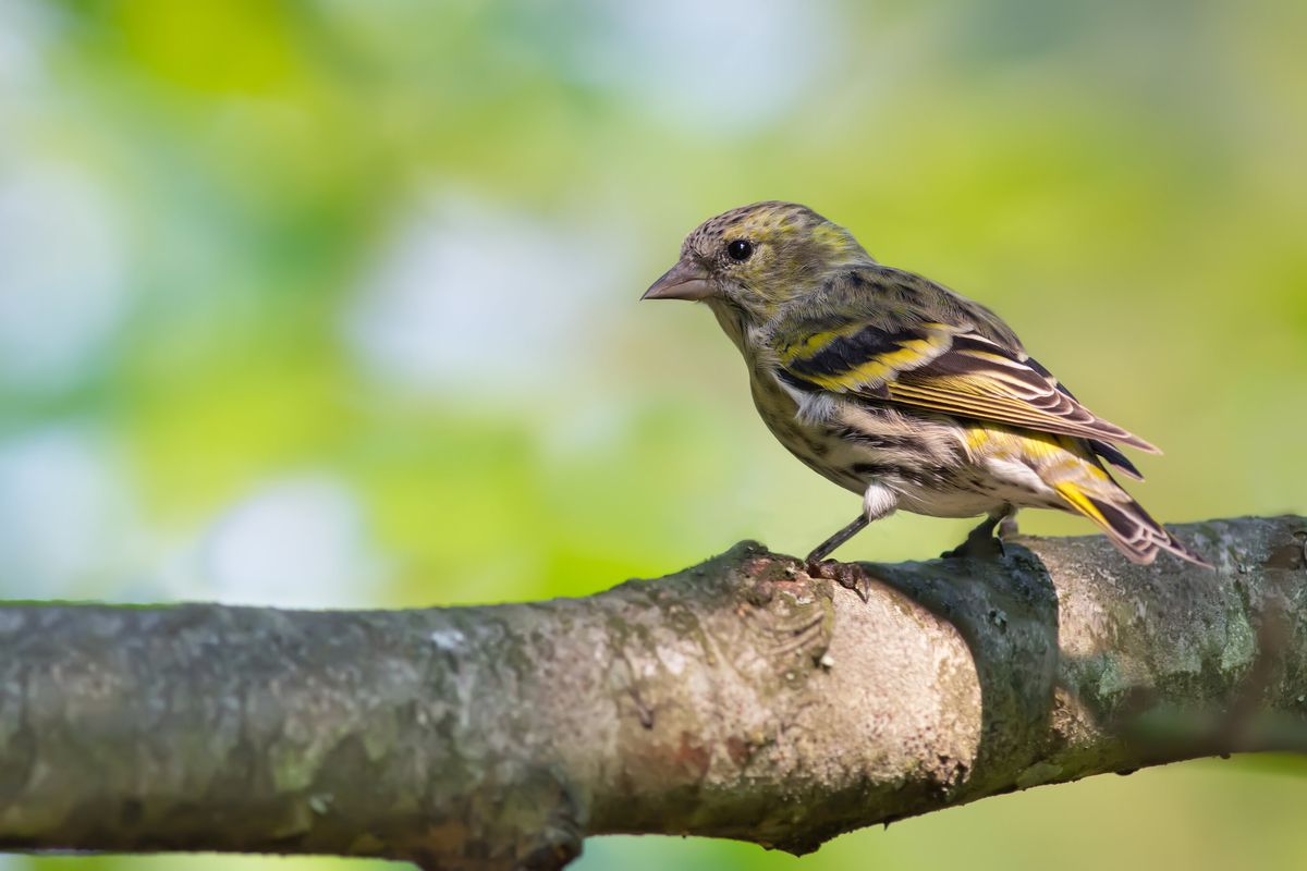 A closeup of a small brown and yellow bird standing on a tree limb