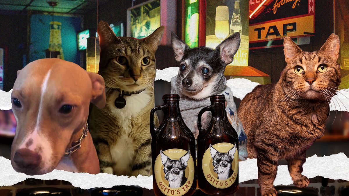 A collage of two dogs and two cats and two bottles of beer in front of a bar background