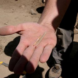 Paul Shockey with Montgomery Archaeological Consultants shows two bone needles that were found in a previously undiscovered Fremont Indian pit house in Nine Mile Canyon on Thursday, May 17, 2012. The pit house is one of at least a dozen cultural sites that have been found in the past year by construction crews and archaeologists working on the Nine Mile Canyon Road. 