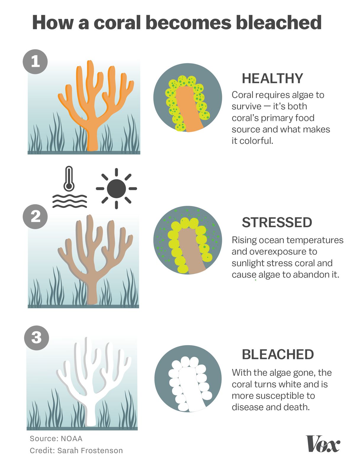 Chart showing the process for how a coral is bleached.