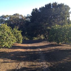 "The ceremony site set in the lemon orchard."