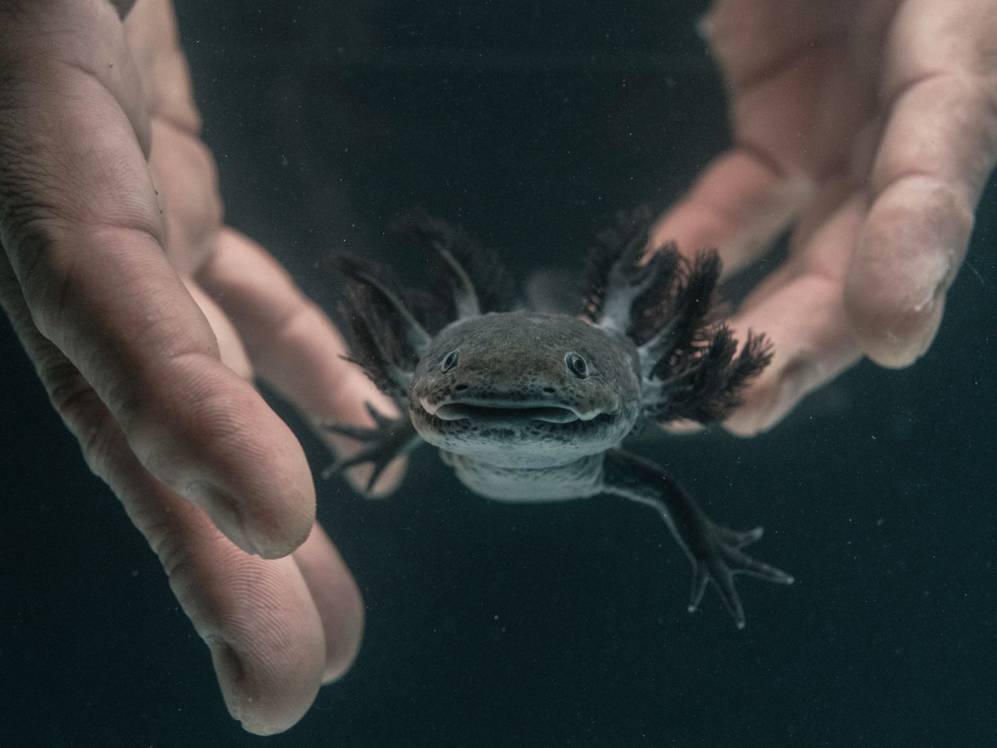 Axolotls are everywhere: labs, pet stores, Minecraft, TikTok. Could they go  extinct? - Vox