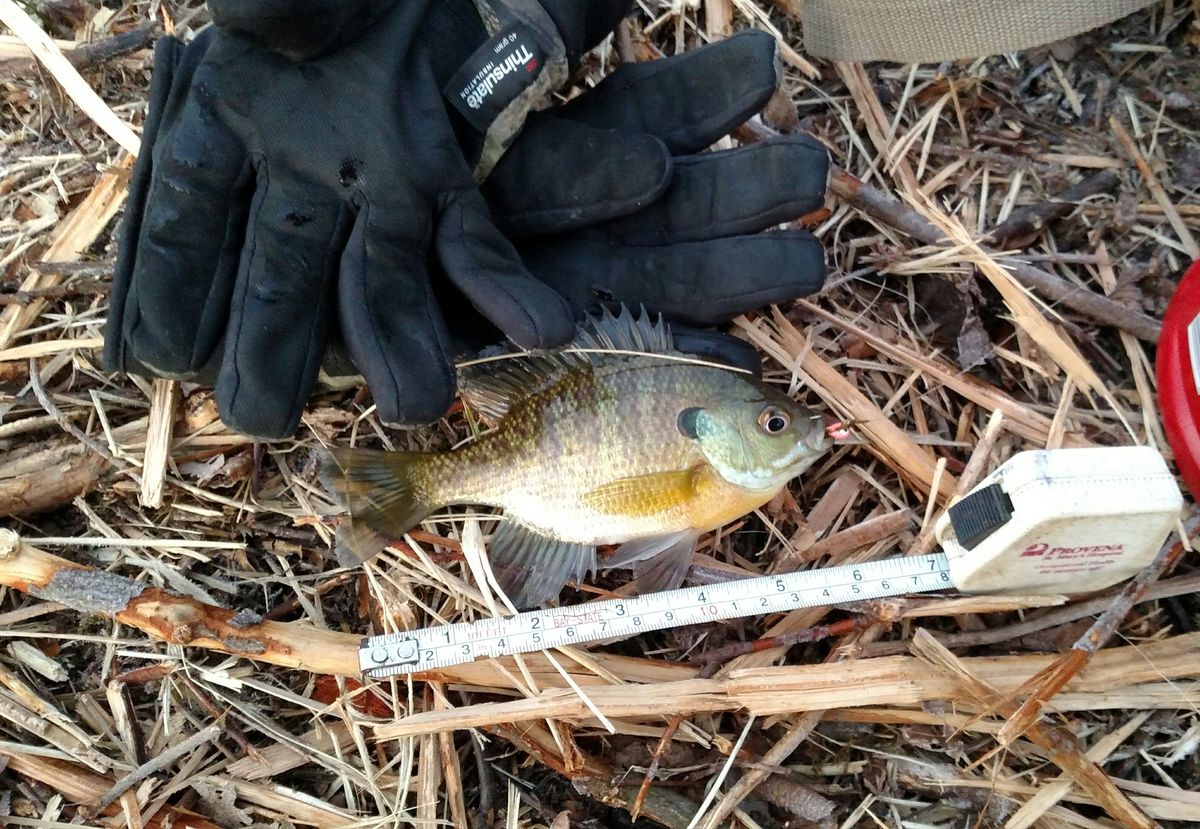 The first fish caught, a bluegill by Dale Bowman, at Tuma Lake on Monday, the official reopening day.<br>Credit: Dale Bowman
