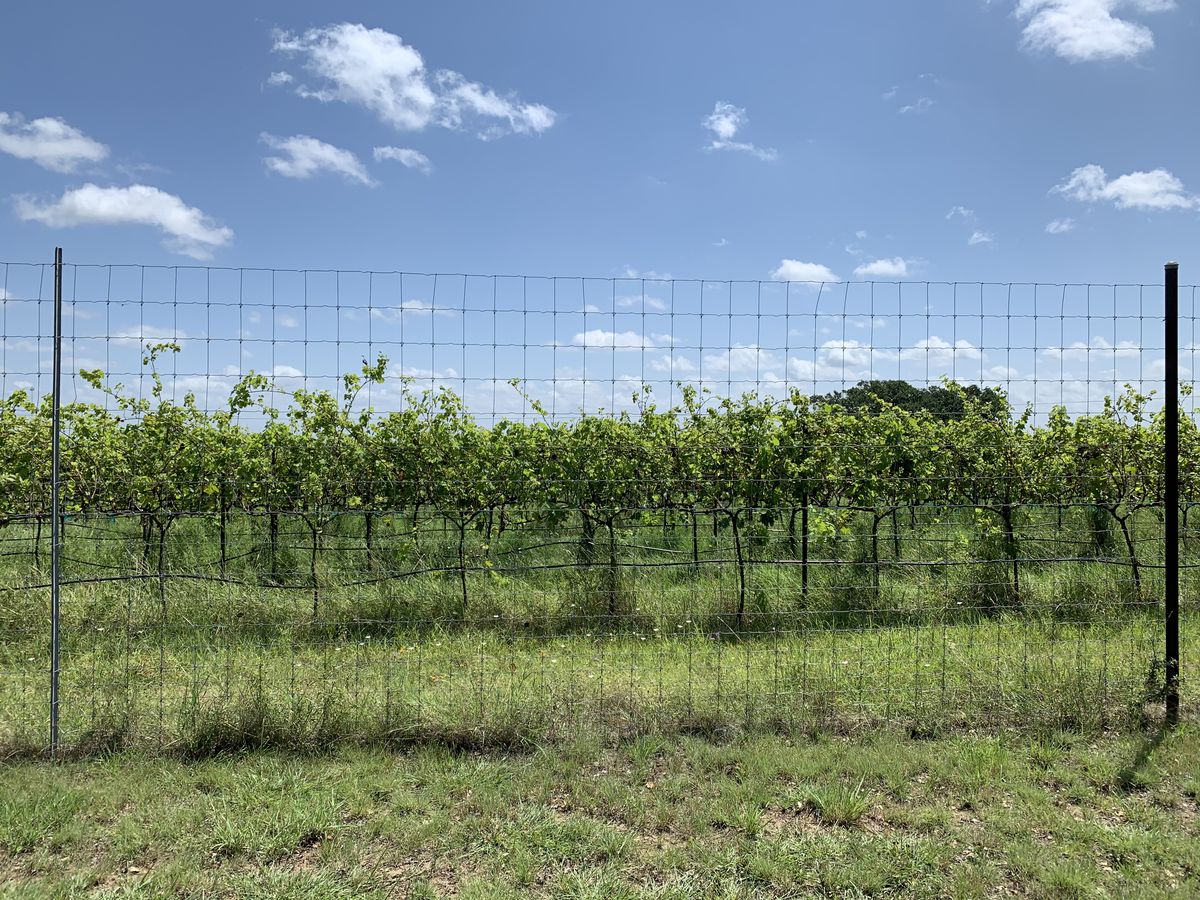 Green vineyards behind a fence.