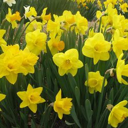Daffodils have bloomed at Red Butte Garden.