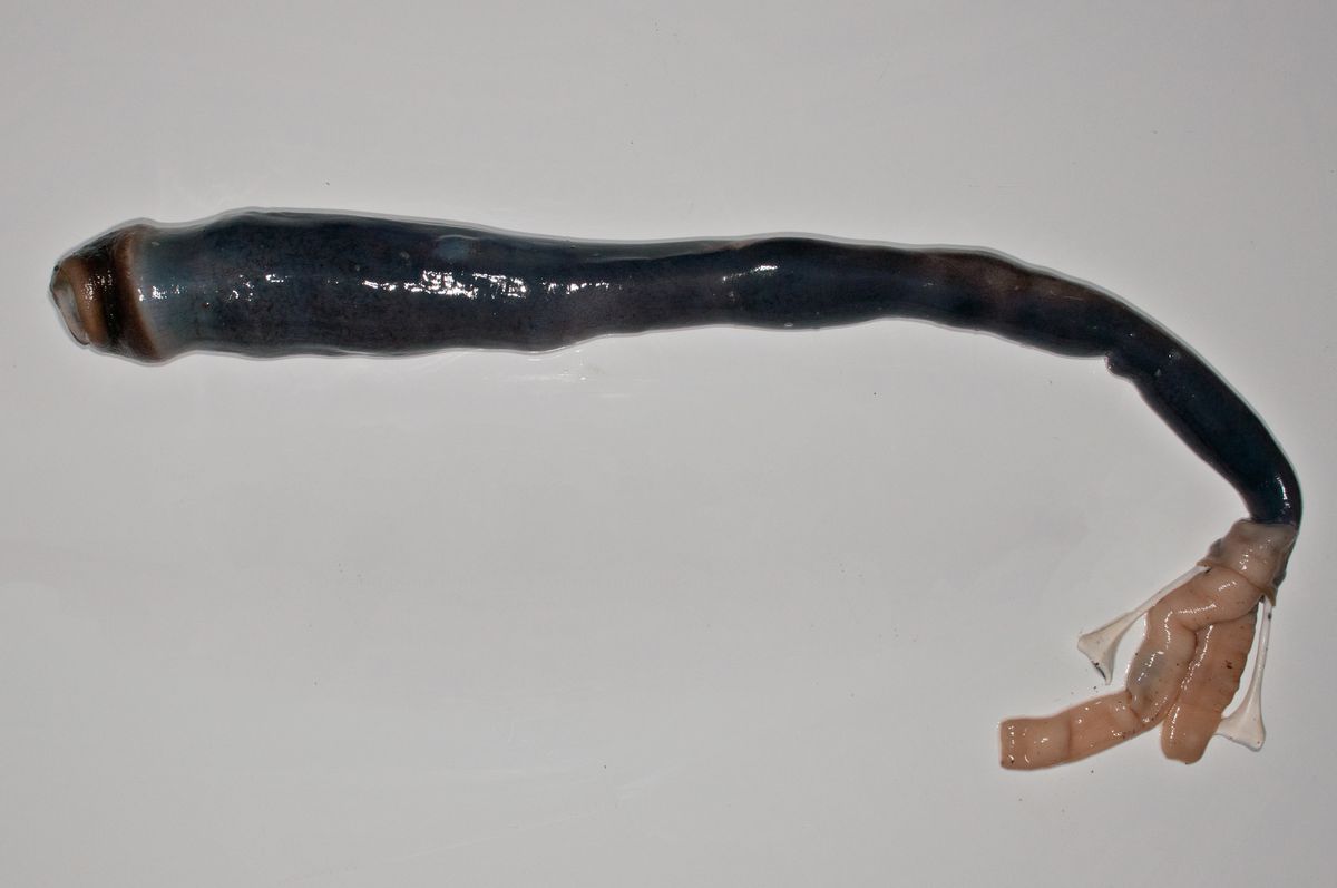 Giant shipworm outside of its shell. Photo by Marvin Altamia (part of press materials)