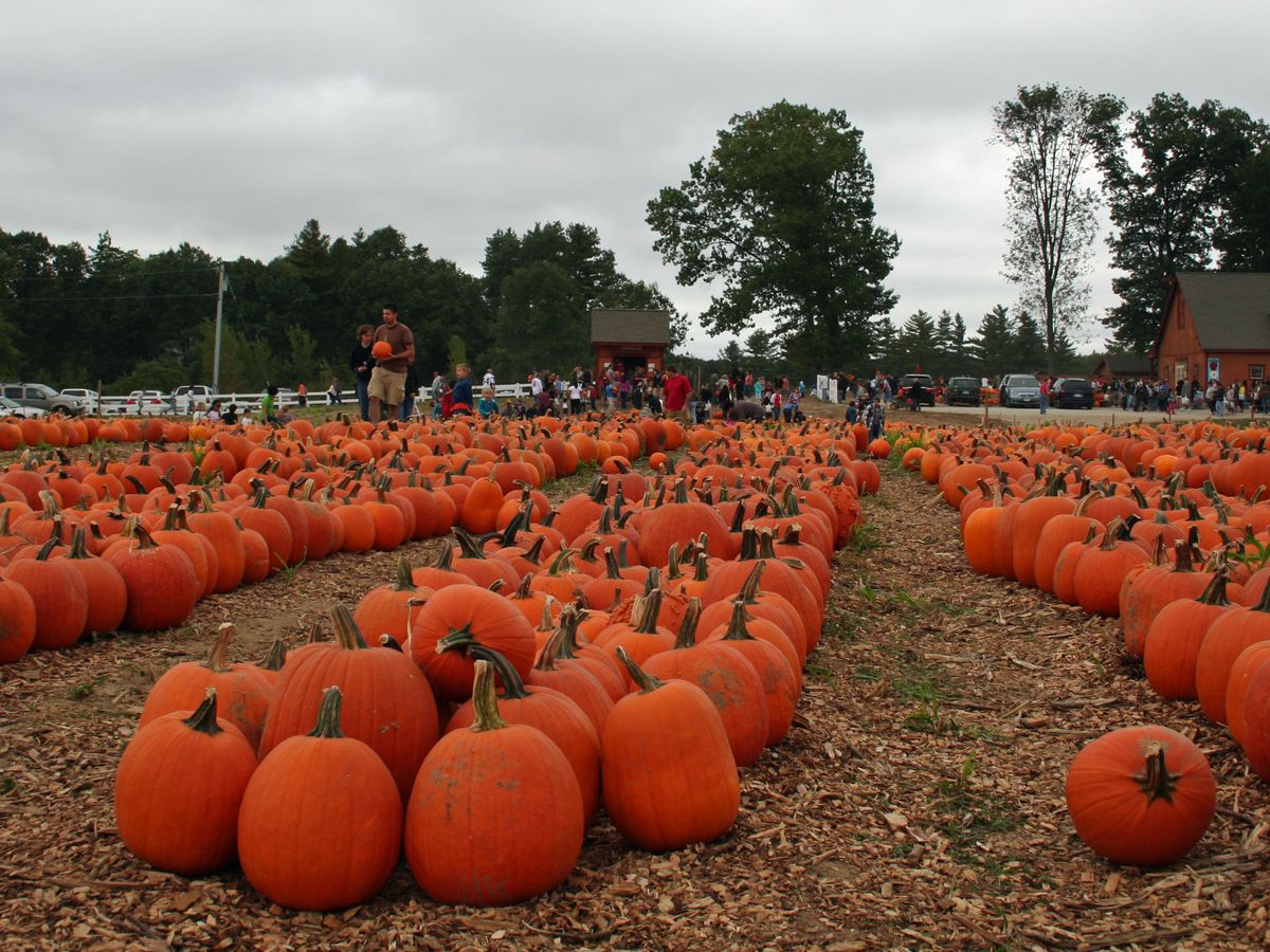 Long rows of pumpkins. 
