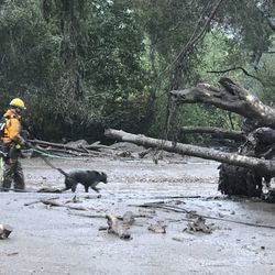 In this photo provided by Santa Barbara County Fire Department, a K-9 search and rescue team walks into an area of debris and mud flow due to heavy rain in Montecito. Calif., Tuesday, Jan. 9, 2018. A fire official says five people have been killed by mudslides that swept Southern California homes from their foundations as a powerful storm drenched recent wildfire burn areas. (Mike Eliason/Santa Barbara County Fire Department via AP)