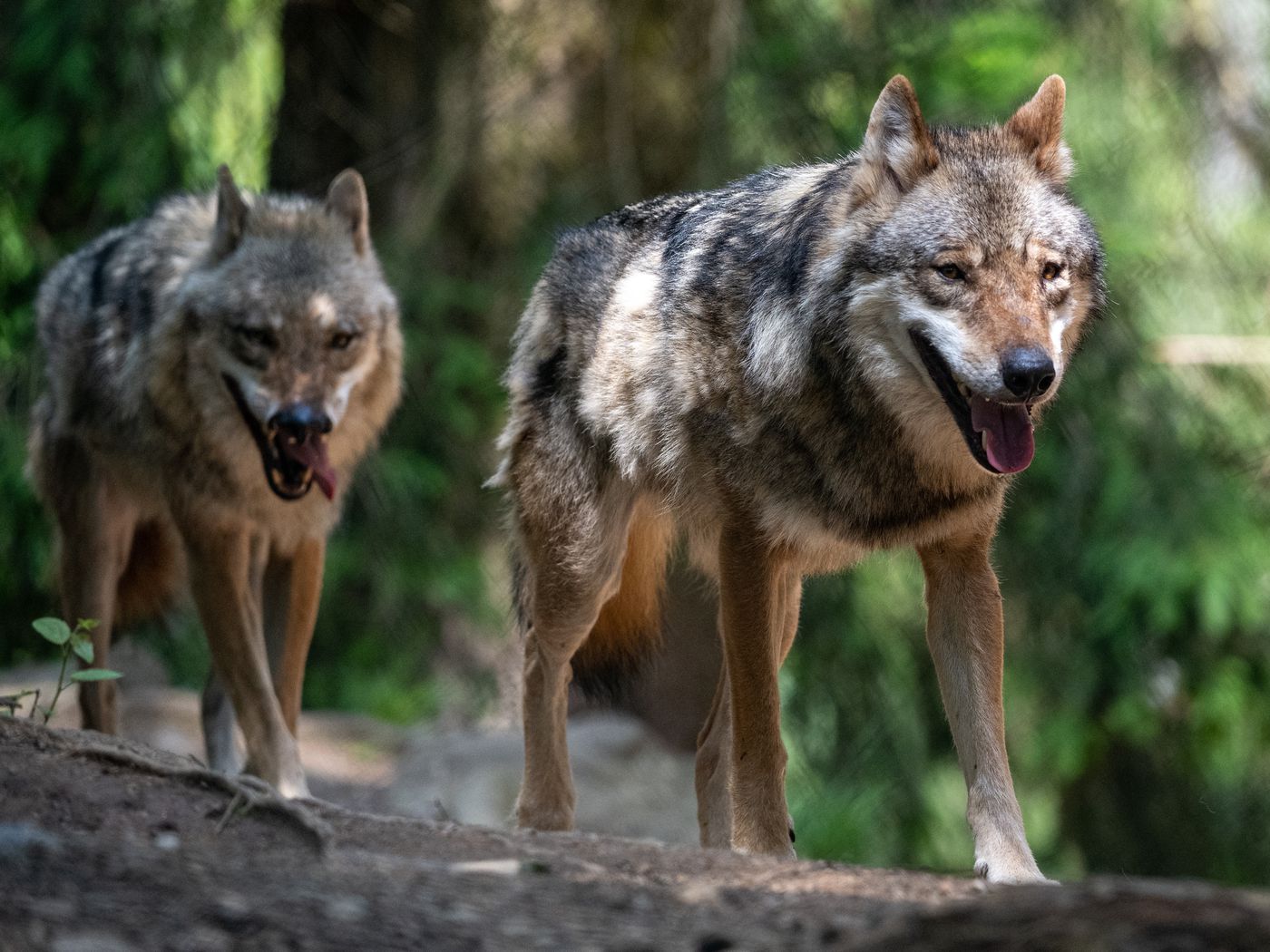 washington red wolves uniforms