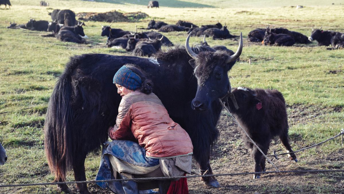 A Tibetan woman milking a yak.