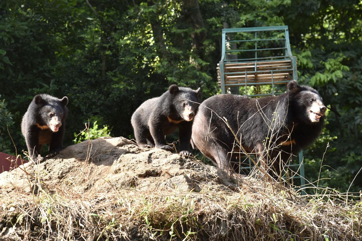 GUWAHATI :A Himalayan Black Bear seen with her cubs at at Assam State Zoo-cum-Botanical Garden, in Guwahati on August 20,2019.-