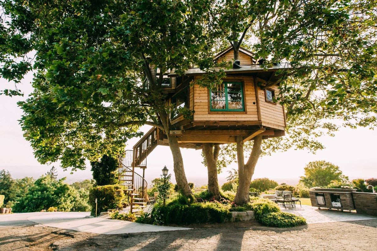A treehouse sits in sycamore trees on a hill in a vineyard. 