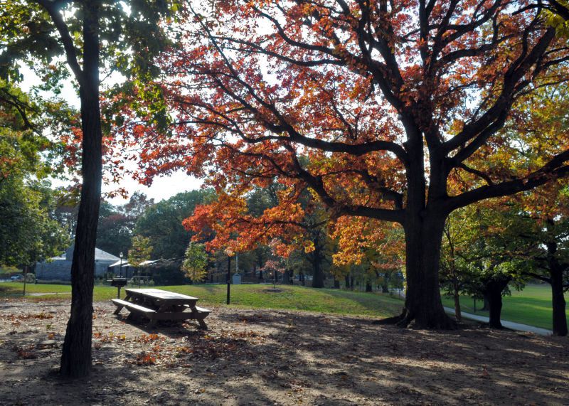 A park. There is a clearing next to trees which has a picnic table and benches. The trees have multicolored leaves. 