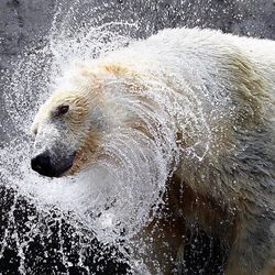 Rizzo, a 14 year old polar bear, spins off water after dipping her head at Hogle Zoo in Salt Lake City, Tuesday, May 1, 2012. She arrived at Hogle Zoo today from the Cincinnati Zoo.