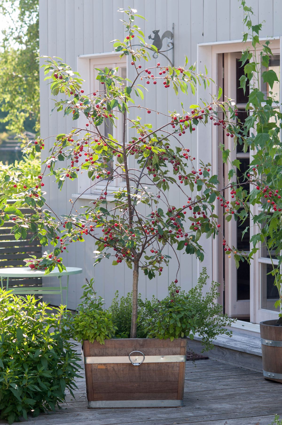 young cherry tree on patio