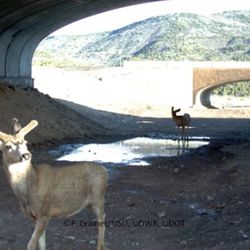Utah wildlife take advantage of special crossings put in on major freeways in Utah that help reduce the number of vehicle and wildlife collisions. The committee coordinating the efforts received a national award from the Federal Highway Administration.