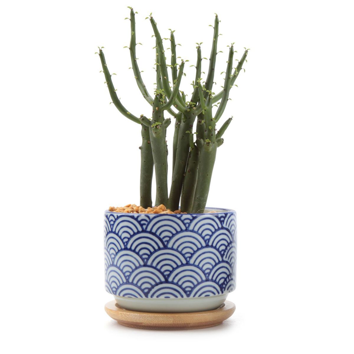 Blue printed plant pot.