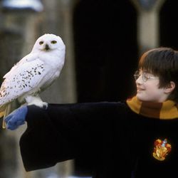 The Utah Symphony will perform the music to “Harry Potter and the Sorcerer’s Stone” as the movie plays on a 40-foot screen in Abravanel Hall on Dec. 23 and 24 as part of the Harry Potter Film Concert Series.