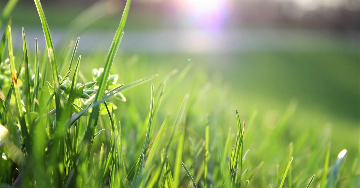 The Best Weed Killers for Your Lawn for 2022