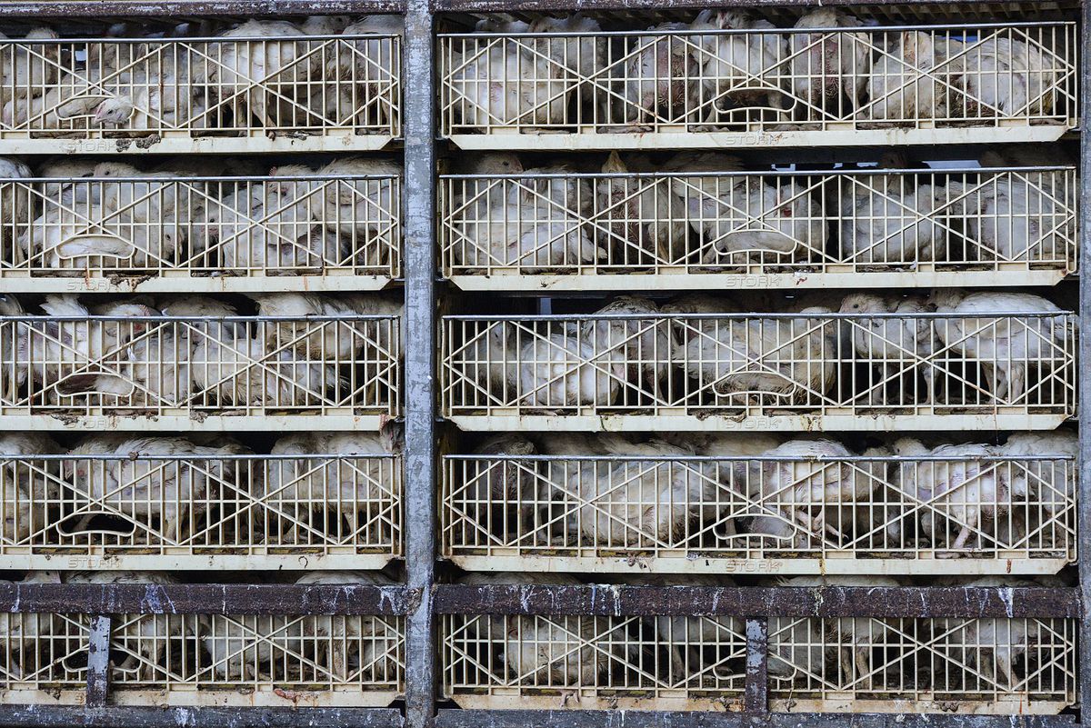 A wall of chickens in small cages.