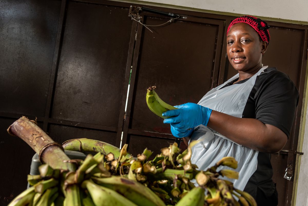 A cook looks at the camera in between peeling green plantains. 