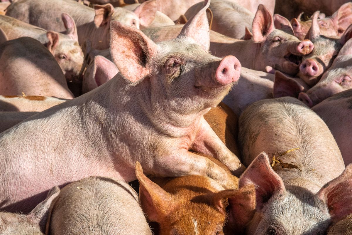 Pigs in crowded conditions climb over each other.