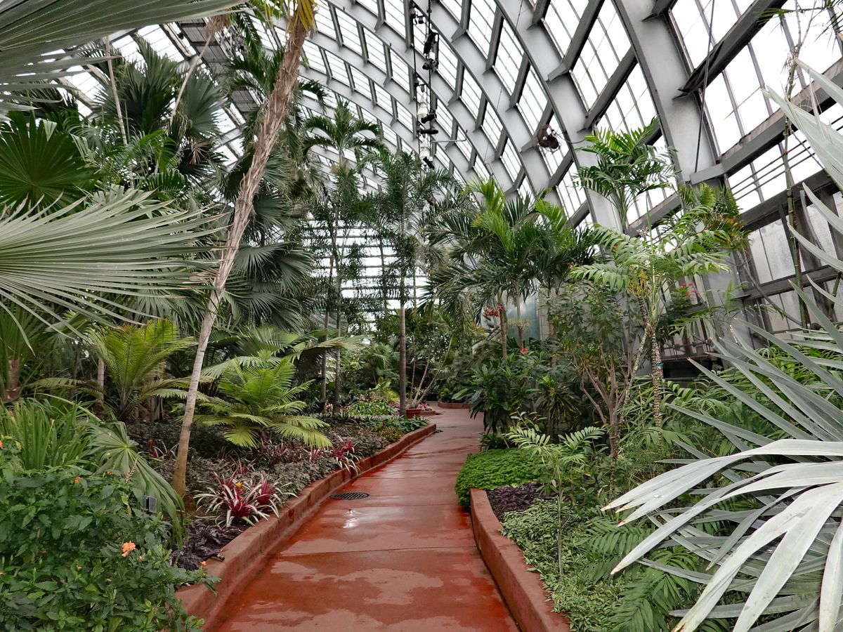 A greenhouse at Garfield Park Conservatory in Chicago. There is a red path surrounded by plants. The walls and ceiling are glass.