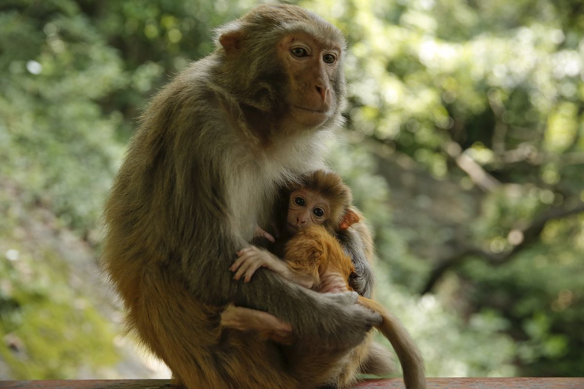A macaque mother with her baby in Guiyang, China.
